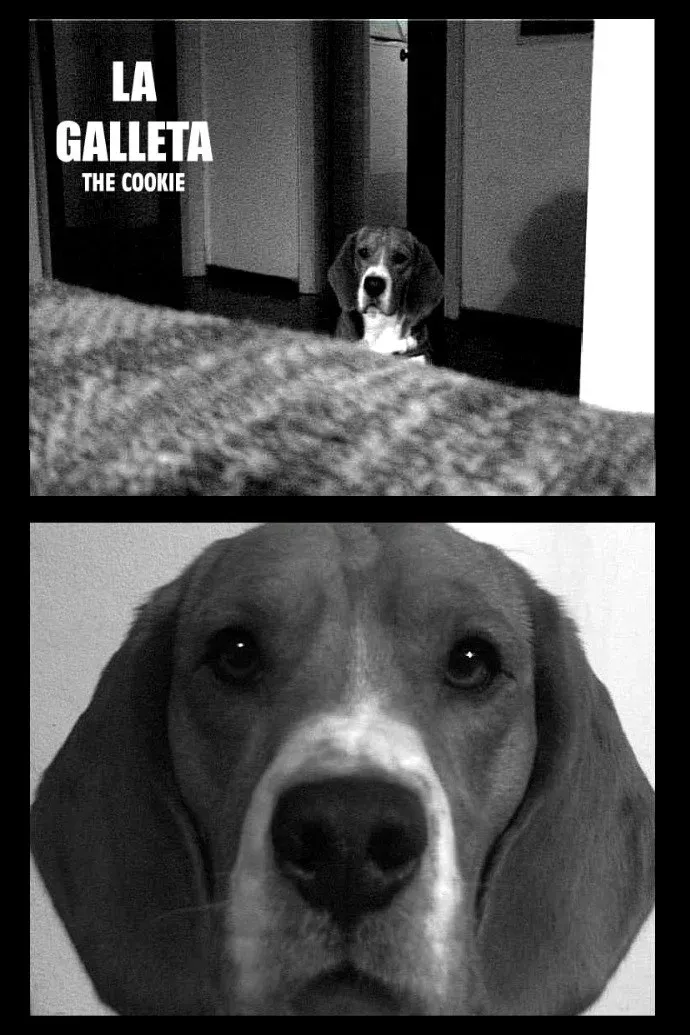 Poster for The Cookie