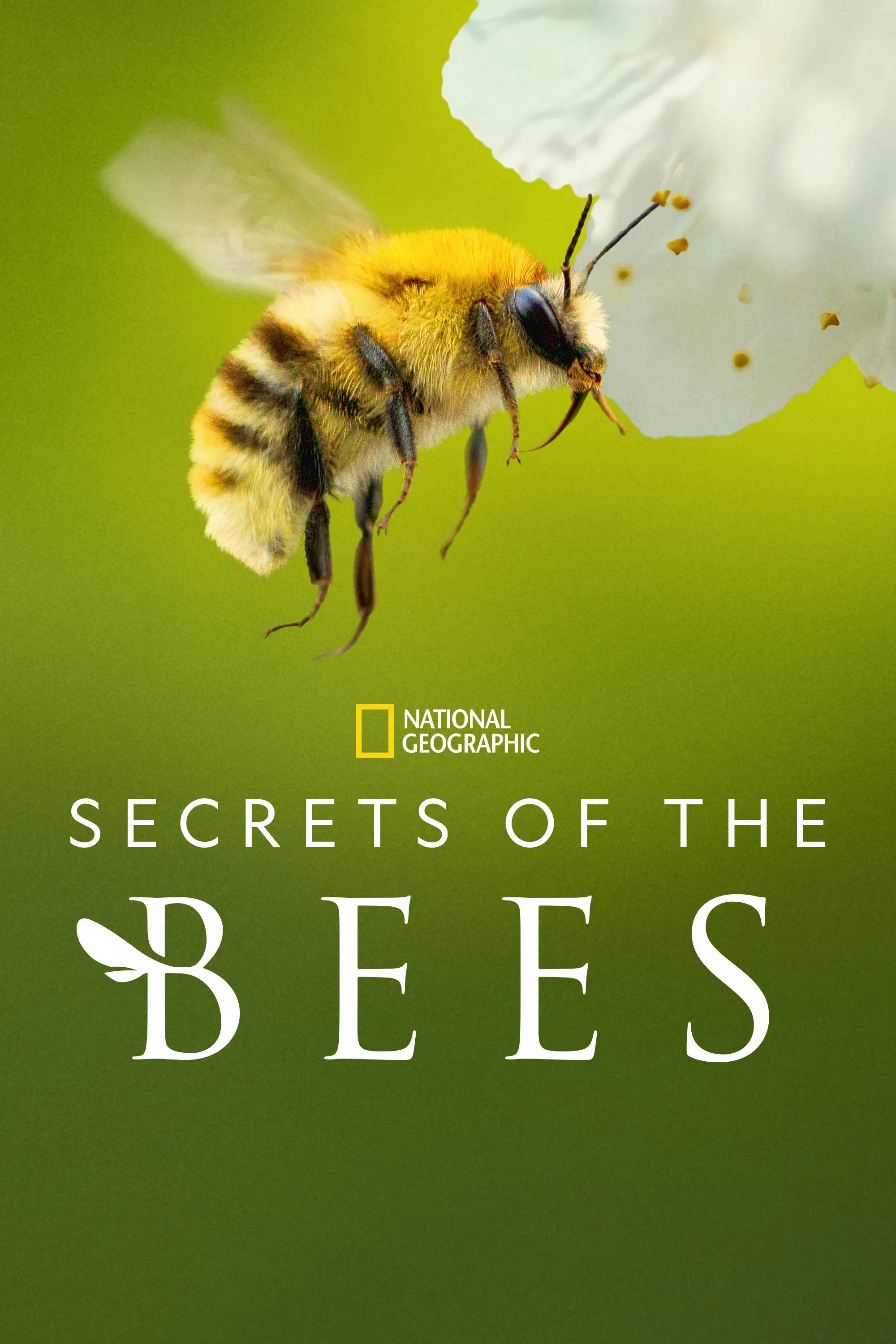 Poster of Secrets of the Bees