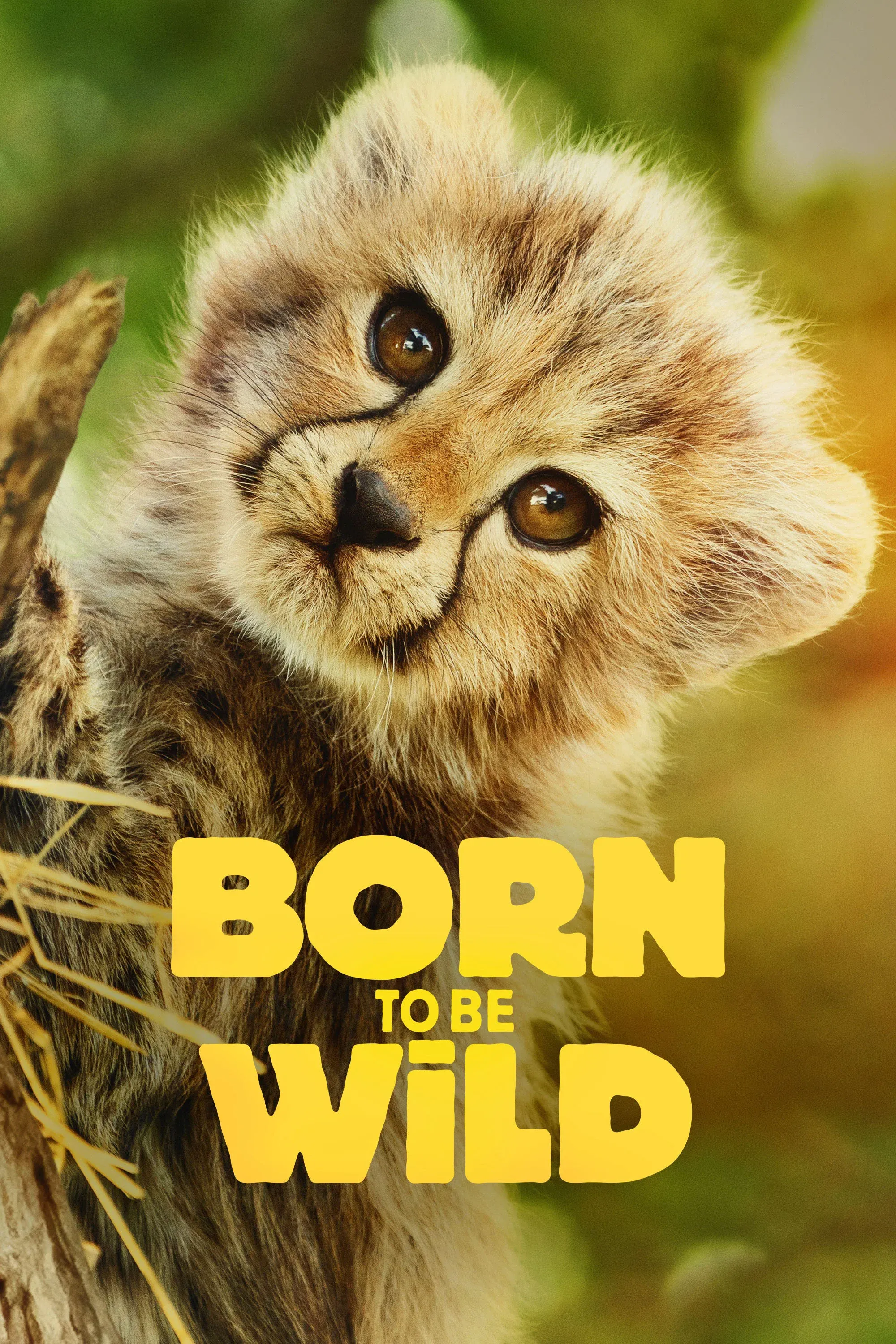 Poster of Born to Be Wild