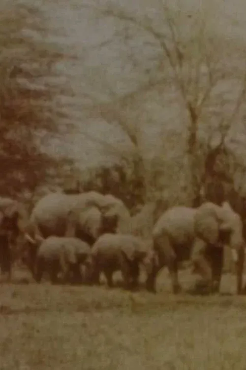 Poster for Elephants' Test