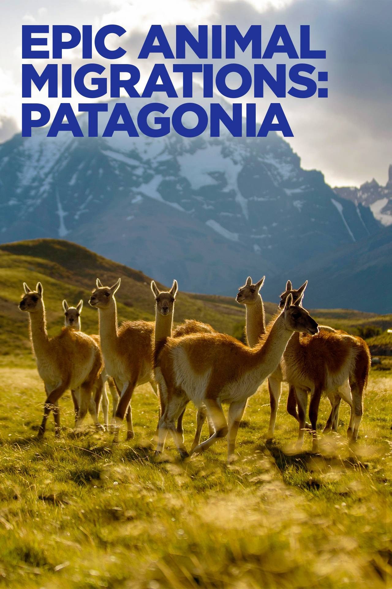 Poster of the movie Epic Animal Migrations: Patagonia