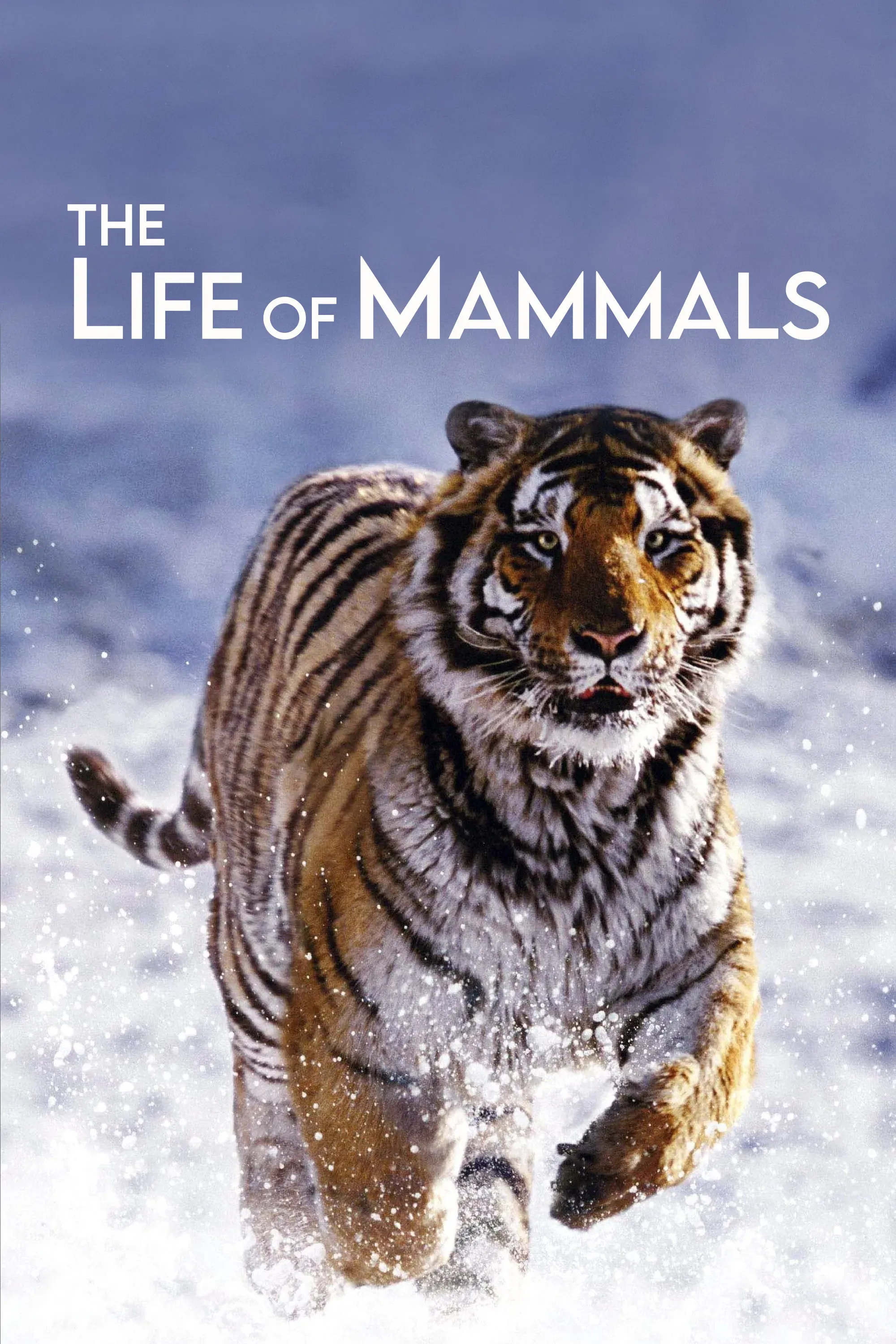 Poster of The Life of Mammals