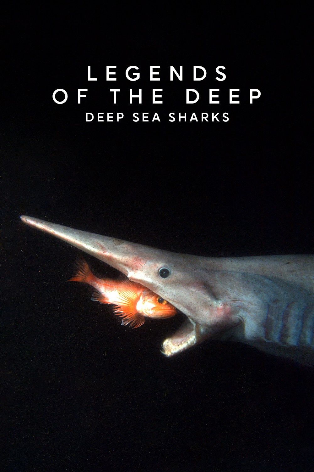 Poster of the movie Legends of the Deep: Deep Sea Sharks