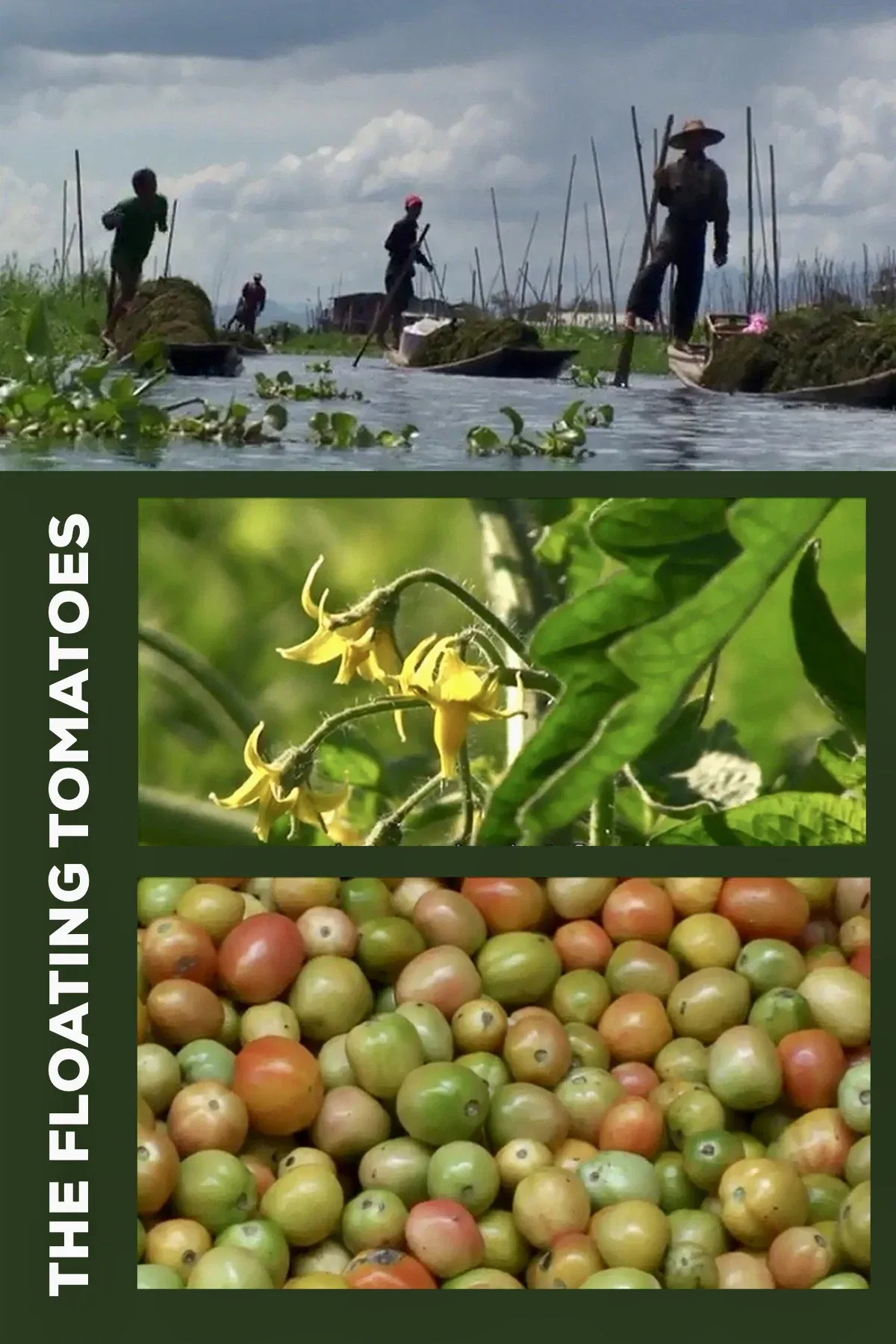 Poster for The Floating Tomatoes