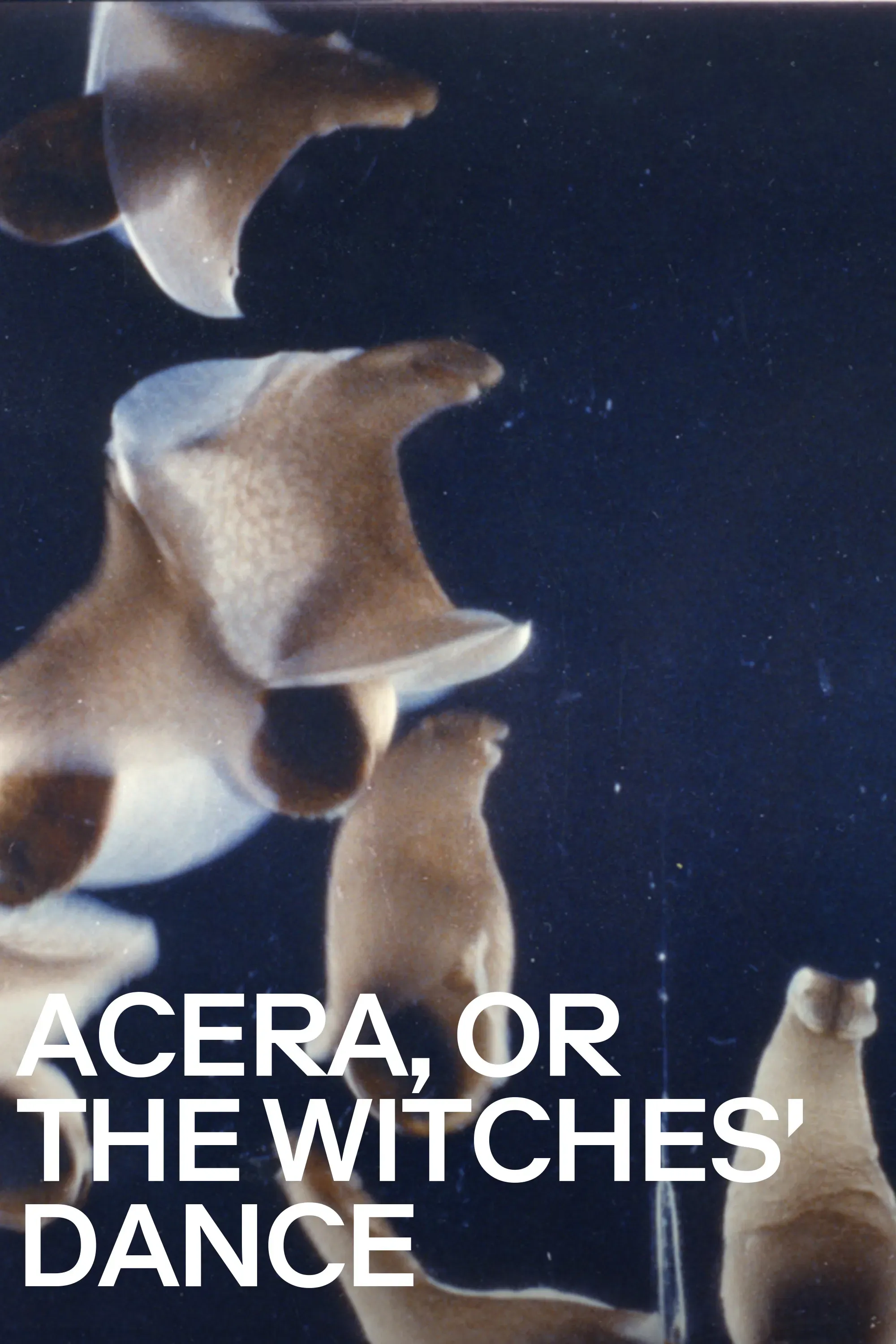 Poster of the movie Acera, or the Witches' Dance
