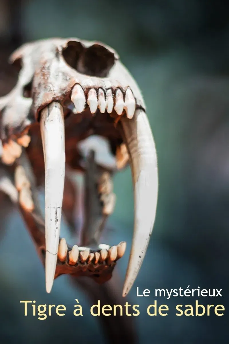 Poster of the movie Le mystérieux tigre à dents de sabre